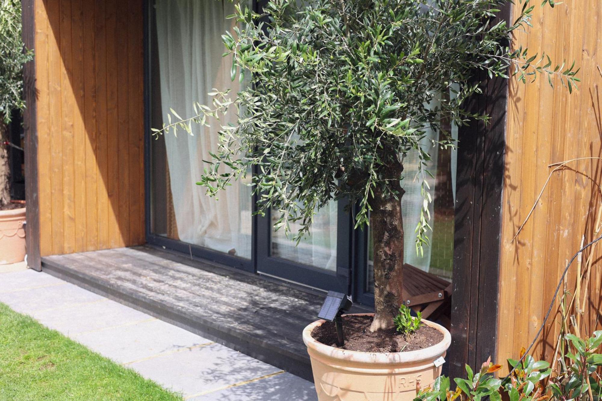 Dragonfly Glamping Spa Retreat Ashford  Exteriör bild